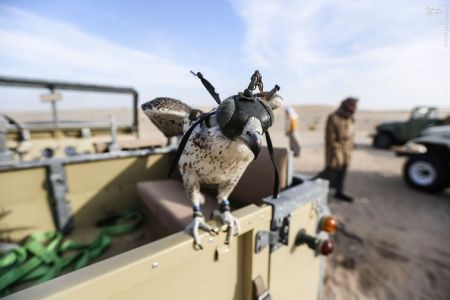 اخبار گوناگون,خبر های گوناگون,بیابان‌های امارات