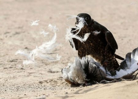 اخبار گوناگون,خبر های گوناگون,بیابان‌های امارات