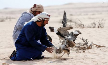 اخبار گوناگون,خبر های گوناگون,بیابان‌های امارات