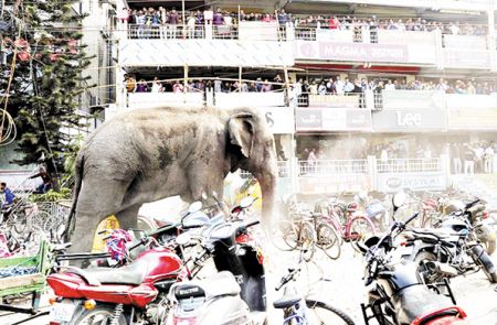 اخبار گوناگون,خبر های  گوناگون,فیل