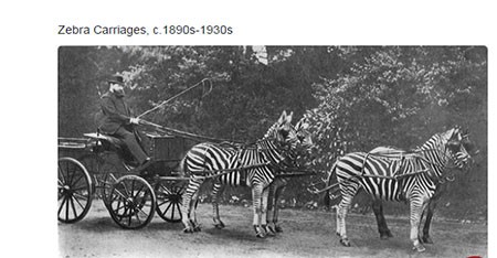 اخبار گوناگون,خبر های گوناگون,تصاویر