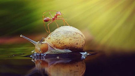 اخبار گوناگون,خبر های گوناگون,حیوانات