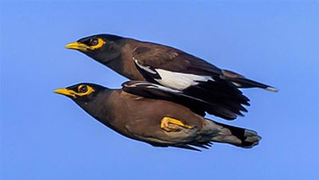 اخبار گوناگون,خبر های گوناگون,حیوانات