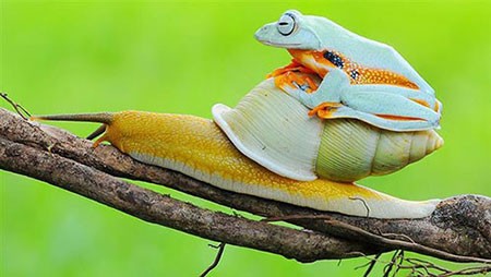 اخبار گوناگون,خبر های گوناگون,حیوانات