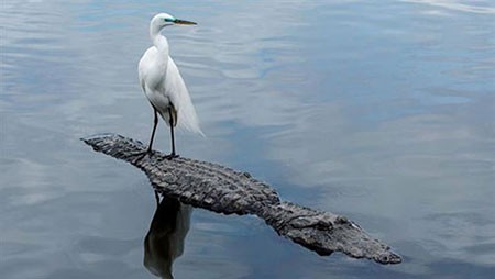 اخبار گوناگون,خبر های گوناگون,حیوانات