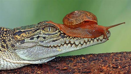 اخبار گوناگون,خبر های گوناگون,حیوانات