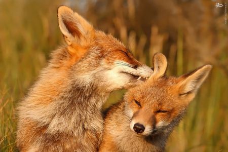 اخبار,خبر های گوناگون,روباه‌