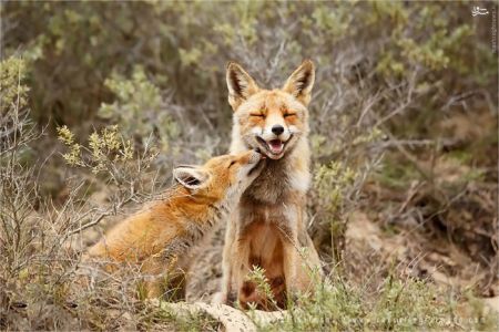 اخبار,خبر های گوناگون,روباه‌