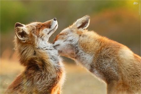 اخبار,خبر های گوناگون,روباه‌