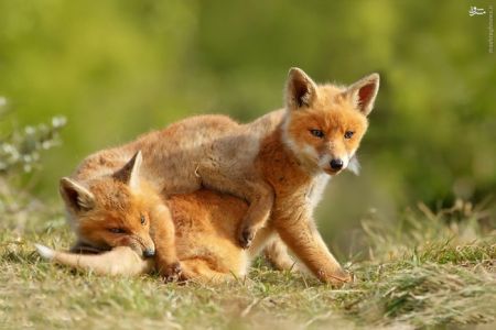 اخبار,خبر های گوناگون,روباه‌