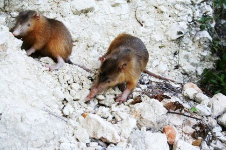 اخبار,خبر های گوناگون,شکاف‌دندان