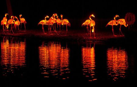 اخبار,اخبار گوناگون,برترین تصاویر جهان