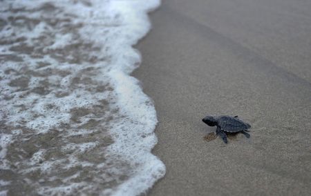 اخبار,اخبار گوناگون,برترین تصاویر جهان