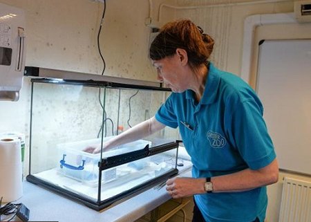 اخبار,اخبار گوناگون,توآتورا