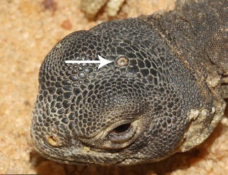 اخبار,اخبار گوناگون,توآتورا