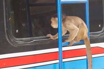 اتوبوسی که توسط یک میمون ربوده شد! + عکس 