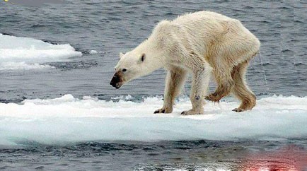 اخبار,اخبار اجتماعی ,تصویری تکان‌دهنده از یک خرس قطبی