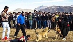 اخبار,اخبار اجتماعی,جنگ خونین سگ‌ها