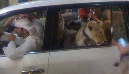 اخبار,اخبار گوناگون , حیوانات وحشی