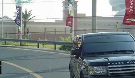 اخبار,اخبار گوناگون , حیوانات وحشی