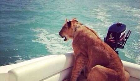 اخبار,اخبار گوناگون , حیوانات وحشی