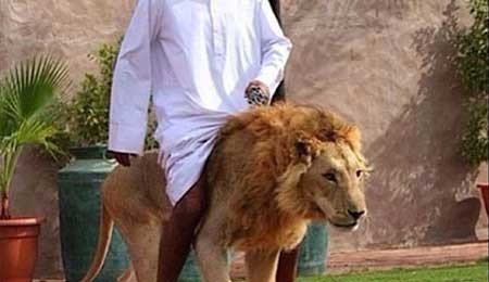 اخبار,اخبار گوناگون , حیوانات وحشی