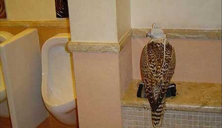 اخبار,اخبار گوناگون , حیوانات وحشی