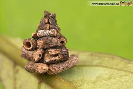 اخبار,اخبار گوناگون ,کوچک ترین  معماری های دنیا