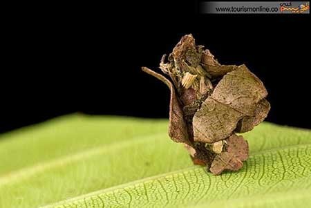 اخبار,اخبار گوناگون ,کوچک ترین  معماری های دنیا