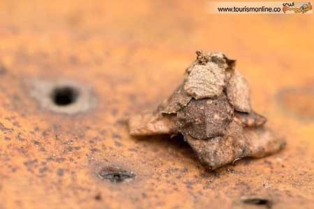 اخبار,اخبار گوناگون ,کوچک ترین  معماری های دنیا