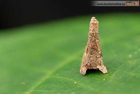 اخبار,اخبار گوناگون ,کوچک ترین  معماری های دنیا