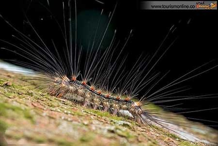 اخبار,اخبار گوناگون ,کوچک ترین  معماری های دنیا