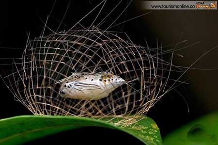 اخبار,اخبار گوناگون ,کوچک ترین  معماری های دنیا