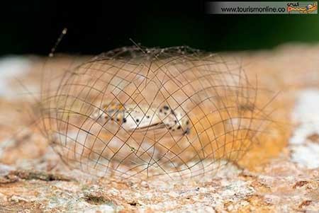 اخبار,اخبار گوناگون ,کوچک ترین  معماری های دنیا