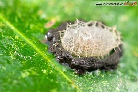 اخبار,اخبار گوناگون ,کوچک ترین  معماری های دنیا