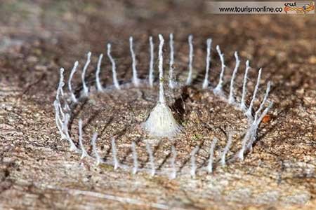 اخبار,اخبار گوناگون ,کوچک ترین  معماری های دنیا