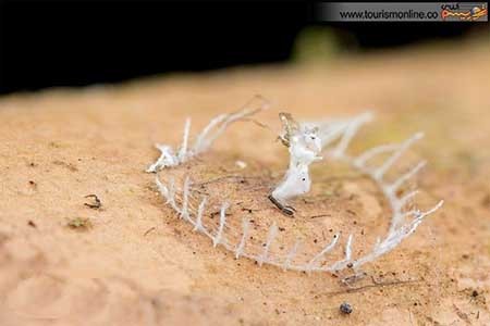 اخبار,اخبار گوناگون ,کوچک ترین  معماری های دنیا