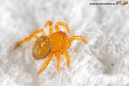 اخبار,اخبار گوناگون ,کوچک ترین  معماری های دنیا