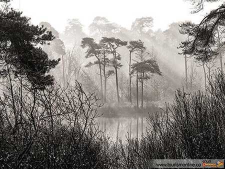 اخبار,اخبار گوناگون  , تصاویر  جالب 