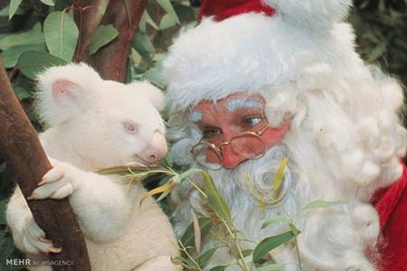 اخبار,اخبار گوناگون,هدیه کریسمسی