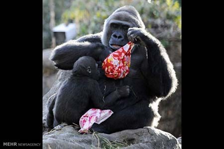 اخبار,اخبار گوناگون,هدیه کریسمسی