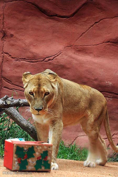 اخبار,اخبار گوناگون,هدیه کریسمسی