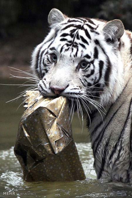 اخبار,اخبار گوناگون,هدیه کریسمسی