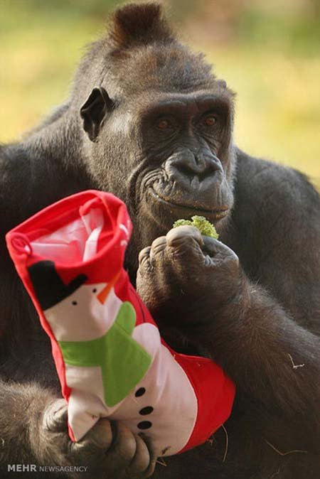 اخبار,اخبار گوناگون,هدیه کریسمسی