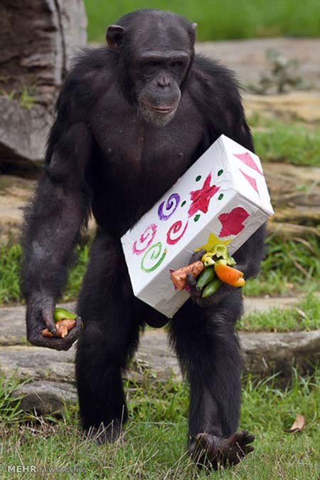 اخبار,اخبار گوناگون,هدیه کریسمسی