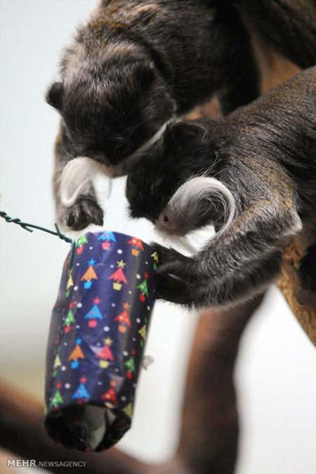 اخبار,اخبار گوناگون,هدیه کریسمسی