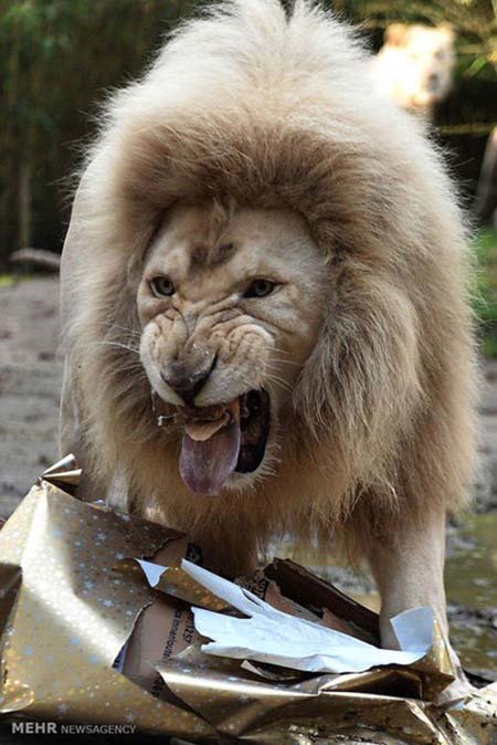 اخبار,اخبار گوناگون,هدیه کریسمسی