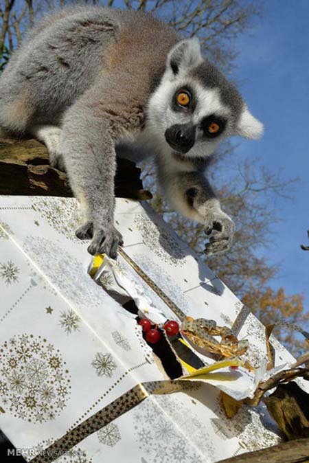 اخبار,اخبار گوناگون,هدیه کریسمسی