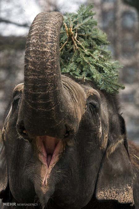 اخبار,اخبار گوناگون,هدیه کریسمسی