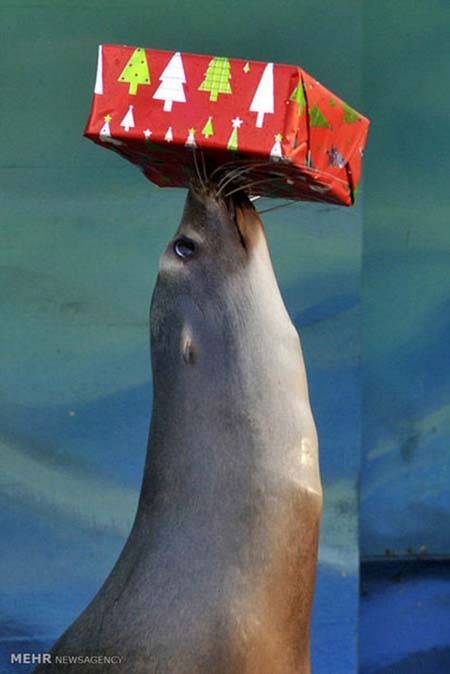 اخبار,اخبار گوناگون,هدیه کریسمسی